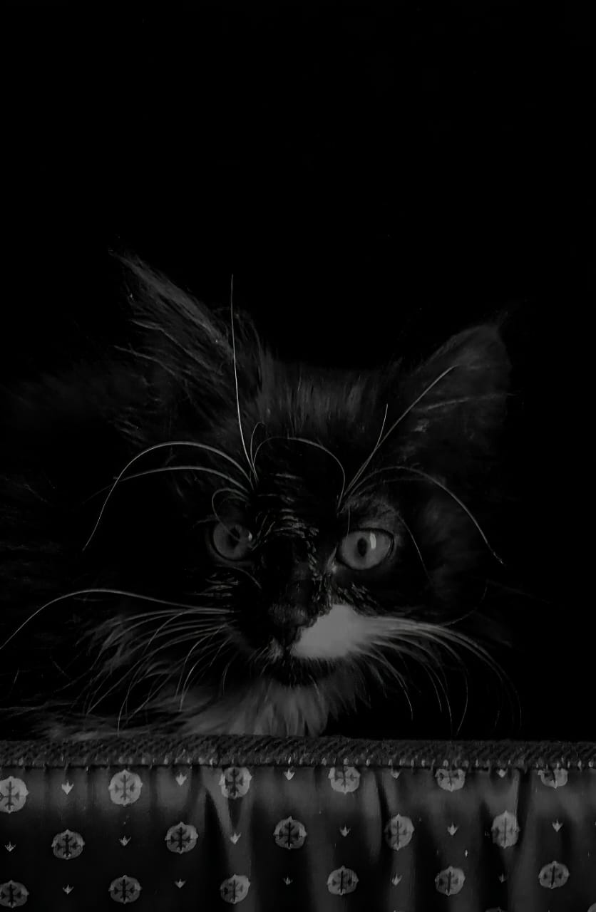 Cat Pic 3